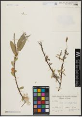 Foto von Salix acmophylla Boiss.